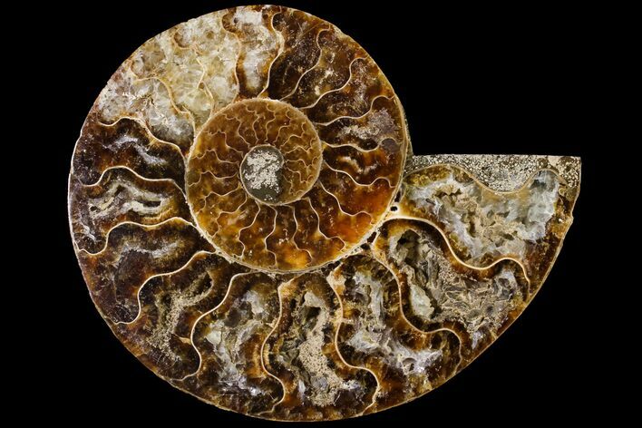Cut & Polished Ammonite Fossil (Half) - Agate Replaced #146198